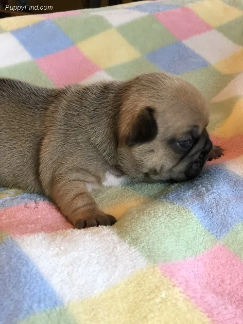 French bulldog puppies--gorgeous
