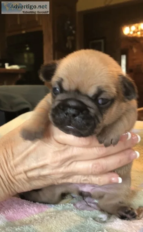 Aristotle - mini brindle french bulldog