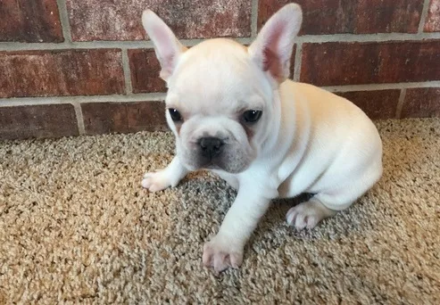 Loving adorable french bulldog babies