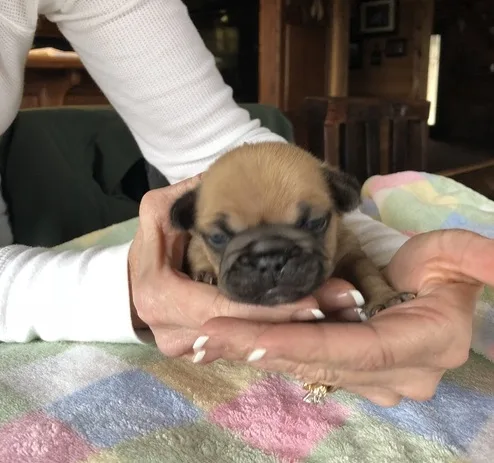 Aristotle - mini brindle french bulldog