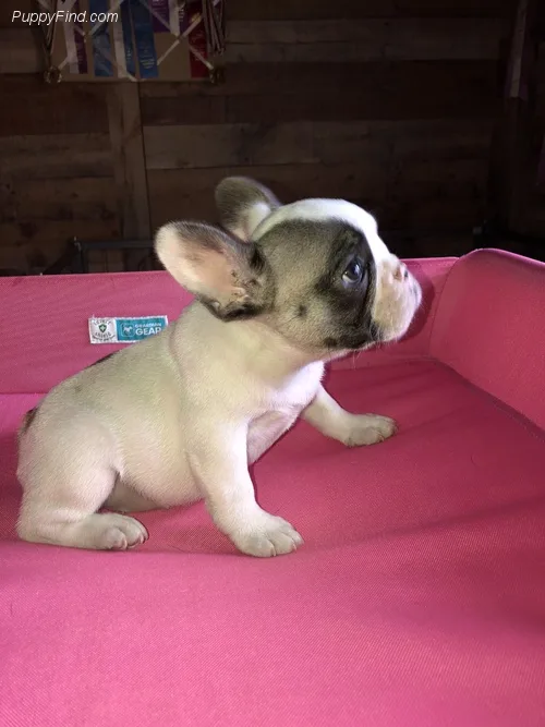 Loving adorable french bulldog babies