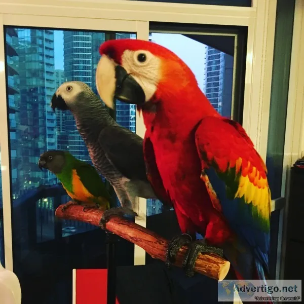 Healthy exotic pets for sale-buy savanna