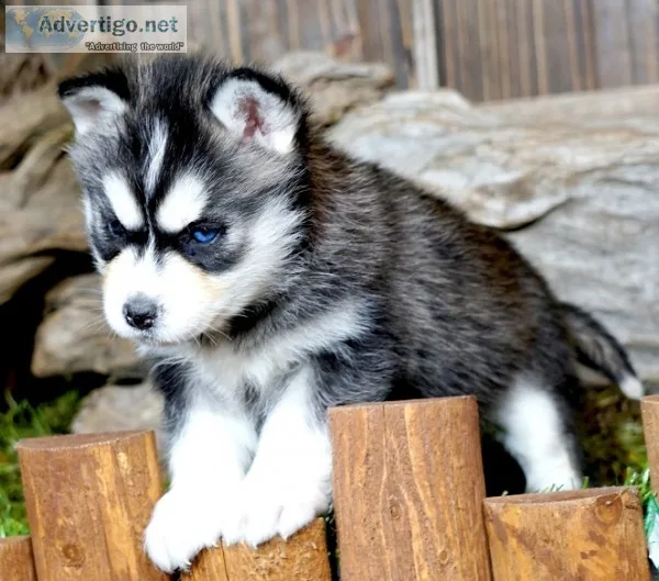 Siberian husky puppies for sale