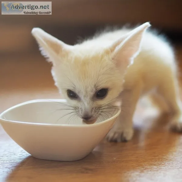 Healthy exotic pets for sale-buy savanna