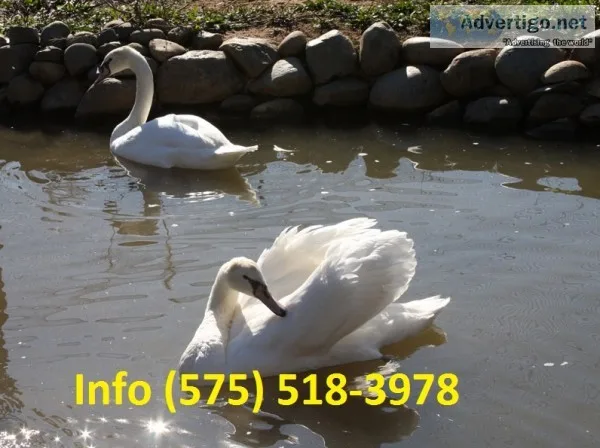 Enfth mute swan for sale 