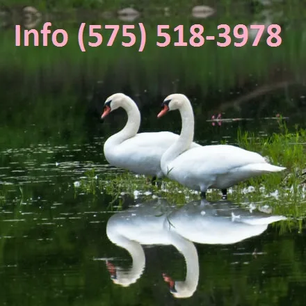 Rhfmt mute swan for sale 