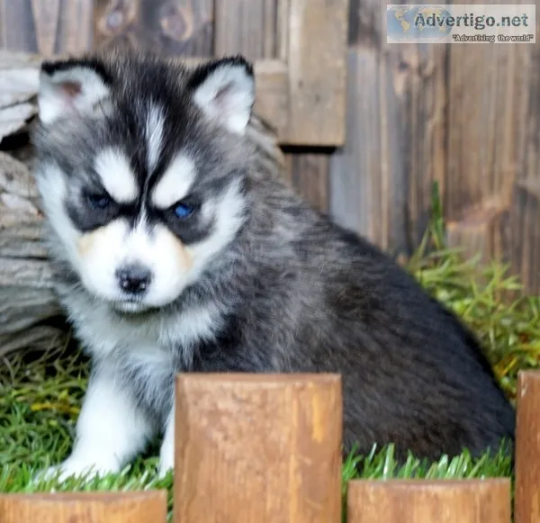 Siberian husky puppies for sale