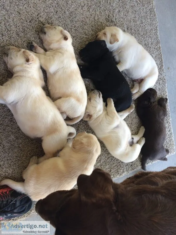 Akc reg labrador retriever puppies