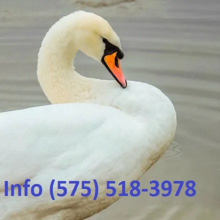 Rcyukl mute swan for sale 