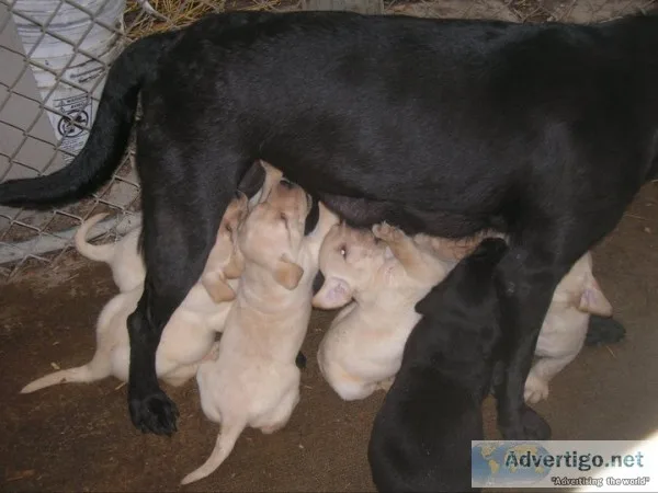 Akc reg labrador retriever puppies
