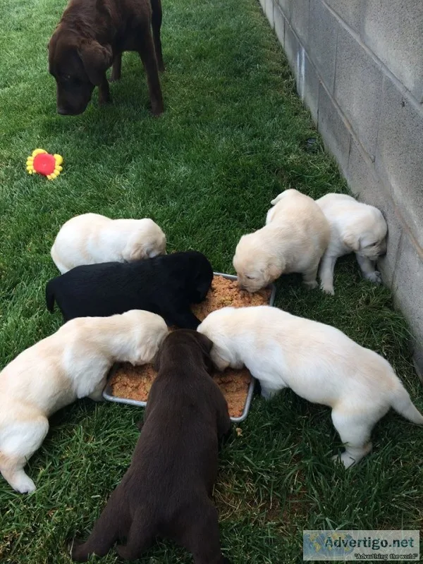 Akc reg labrador retriever puppies