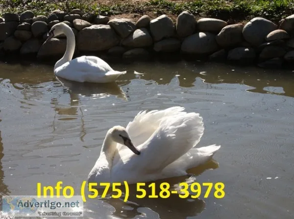 Atcksh mute swans for sale 