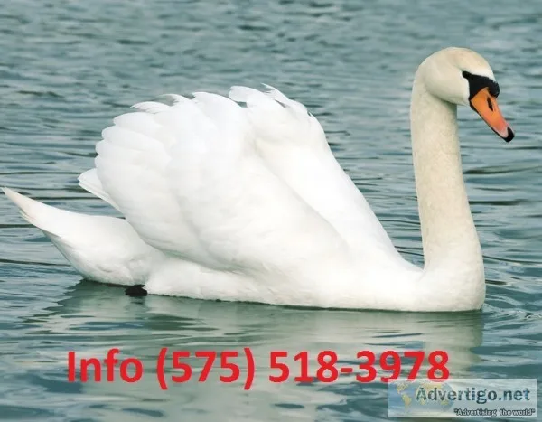Sfjeht mute swans for sale 