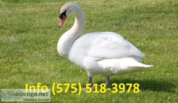 Pctmaw mute swans for sale 