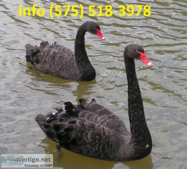 Australian black swans for sale 