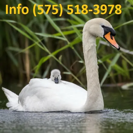 Kxntbc mute swans for sale