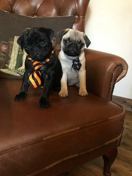 Champion bred pug puppies health tested 