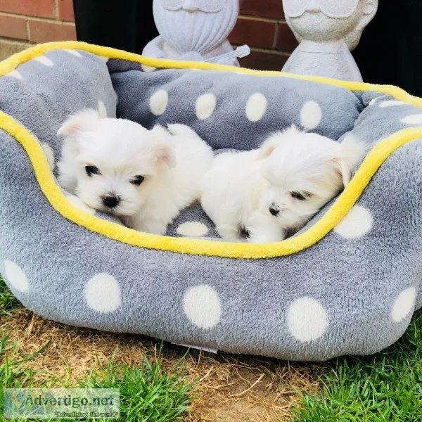 Teacup maltese puppies
