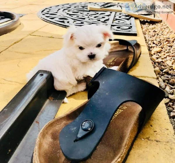 Teacup maltese puppies