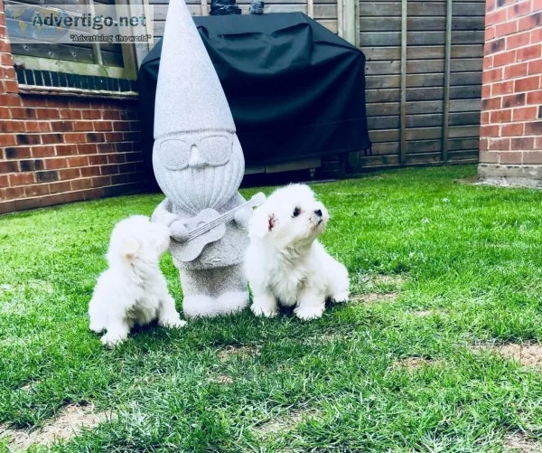 Teacup maltese puppies
