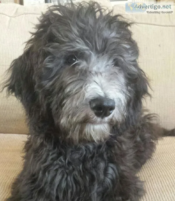 Great temperament labradoodle puppies