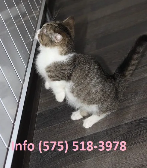 Qnfhe munchkin kittens for sale 