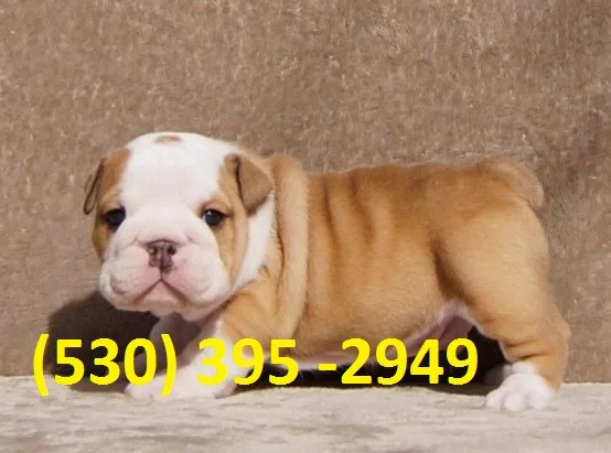 Azqwf loving english bulldog puppies