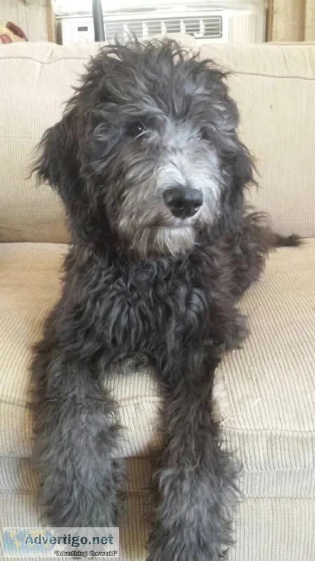 Great temperament labradoodle puppies