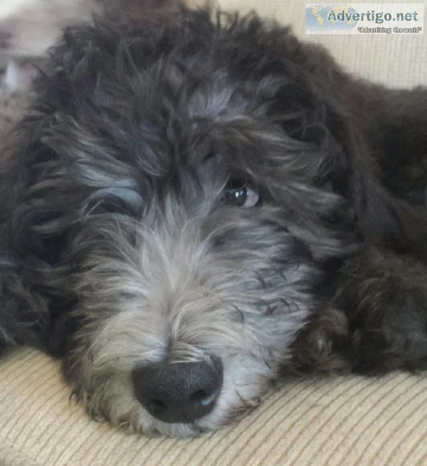 Great temperament labradoodle puppies