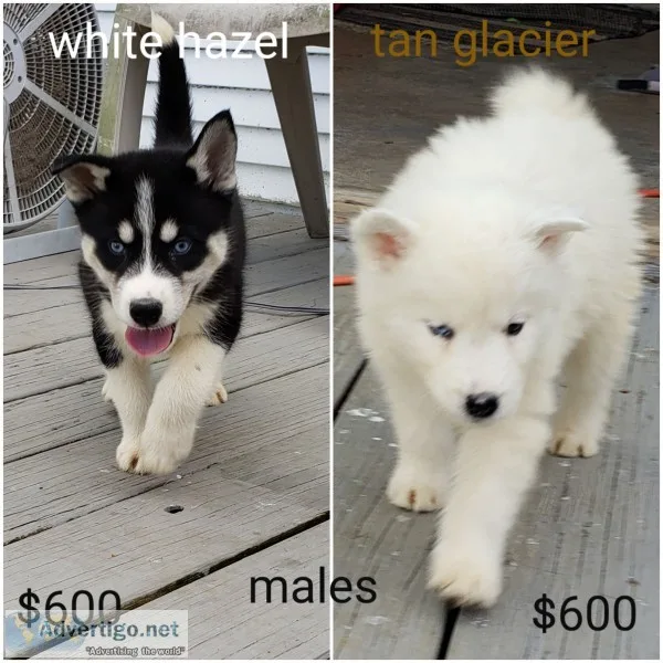 Husky puppies 