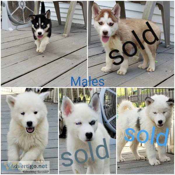 Husky puppies 