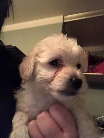 Poochon puppies