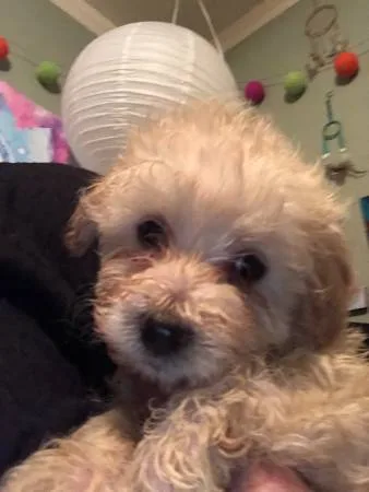 Poochon puppies