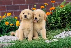 Golden retrievers male and female puppy