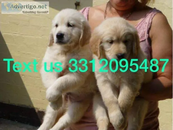 Fbgh golden retriever pups