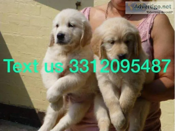 Geous golden retriever puppies
