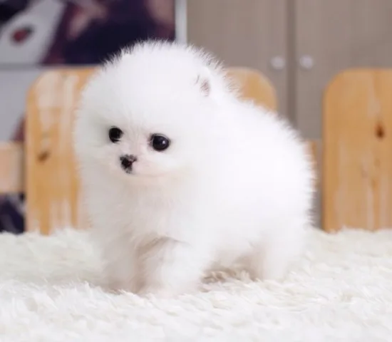 Teacup pomeranian puppies for adoption
