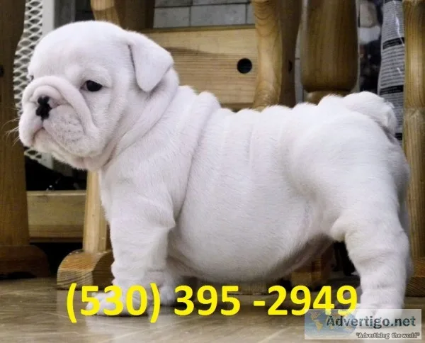 Eetuy adorable english bulldog puppies