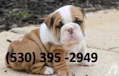 Astf two english bulldog puppies ready