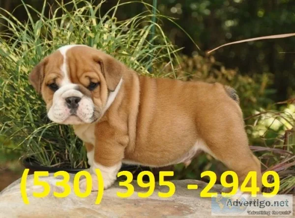 Rted two english bulldog puppies for reh