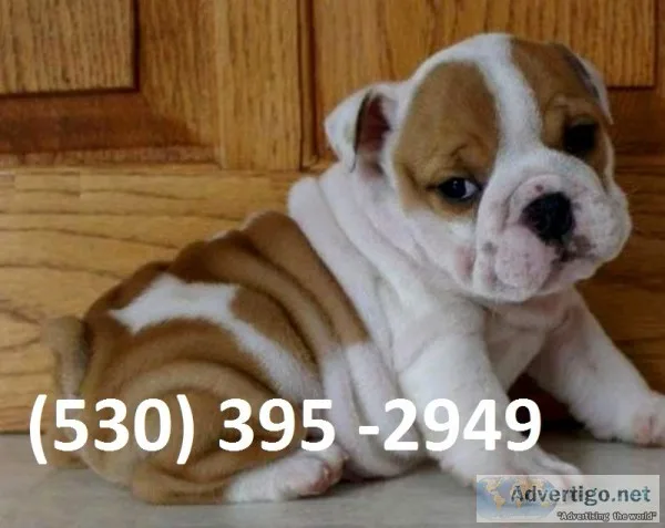 Ewaq two english bulldog puppies ready