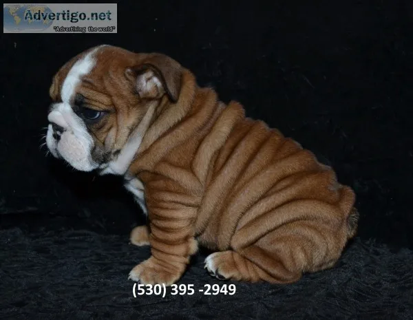 Dfdyt 2 english bulldog puppies ready