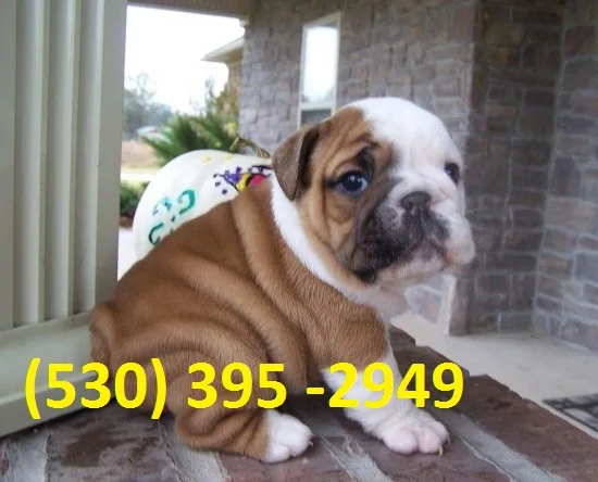 Hgjrd two english bulldog puppies ready