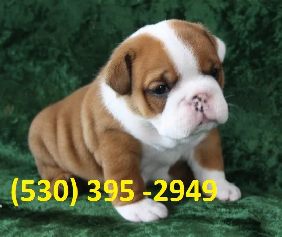 Dfhdf two english bulldog puppies ready