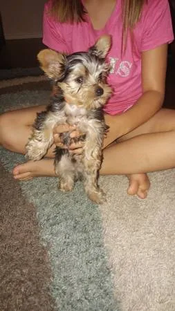Cute yorkie puppies