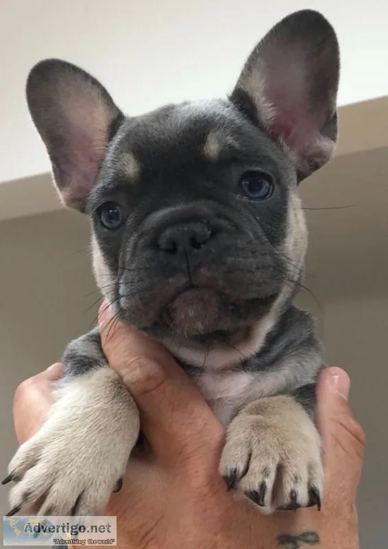 Registered frenchie pups