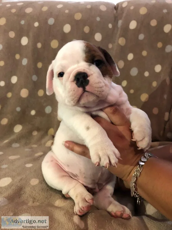 Old english bulldog puppies