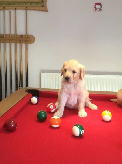 Pedigree golden retriever puppies