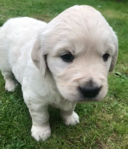 Golden retriever puppies