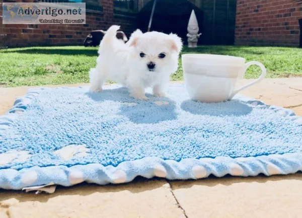 Registered teacup maltese puppies